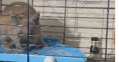 avatar petsitter