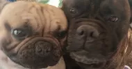 avatar petsitter