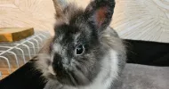 avatar petsitter