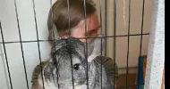 avatar petsitter