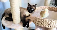 avatar petsitter
