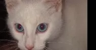 avatar petsitter