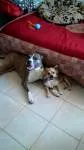 avatar petsitter
