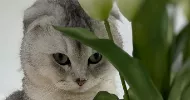 avatar petsitter