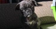 avatar petsitter
