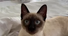 avatar petsitter