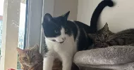 avatar petsitter