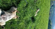 avatar petsitter