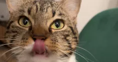 avatar petsitter
