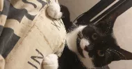 avatar petsitter