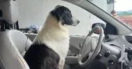avatar petsitter