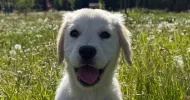 avatar petsitter