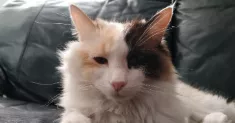 avatar petsitter