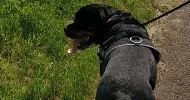 avatar petsitter