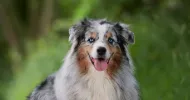 avatar petsitter