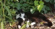 avatar petsitter