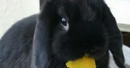 avatar petsitter
