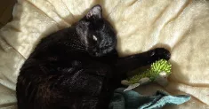 avatar petsitter