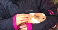 avatar petsitter