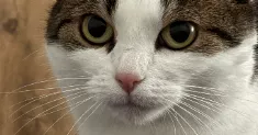 avatar petsitter