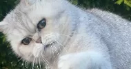 avatar petsitter
