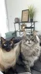 avatar petsitter