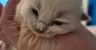 avatar petsitter