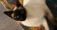 avatar petsitter
