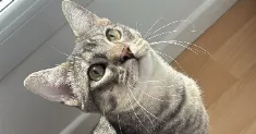 avatar petsitter