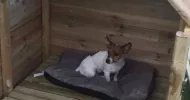 avatar petsitter