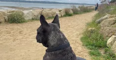 avatar petsitter