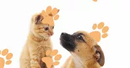 avatar petsitter