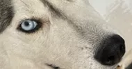 avatar petsitter
