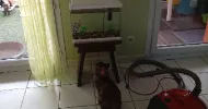 avatar petsitter