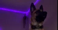 avatar petsitter