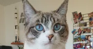 avatar petsitter