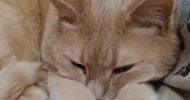 avatar petsitter