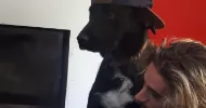 avatar petsitter