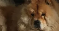 avatar petsitter