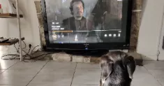 avatar petsitter