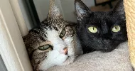 avatar petsitter