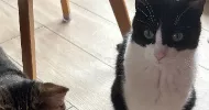 avatar petsitter