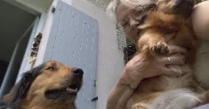 avatar petsitter