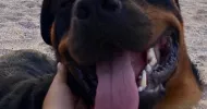 avatar petsitter