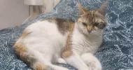 avatar petsitter