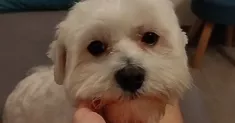 avatar petsitter