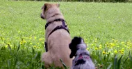 avatar petsitter