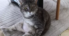 avatar petsitter