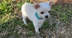 avatar petsitter