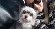 avatar petsitter